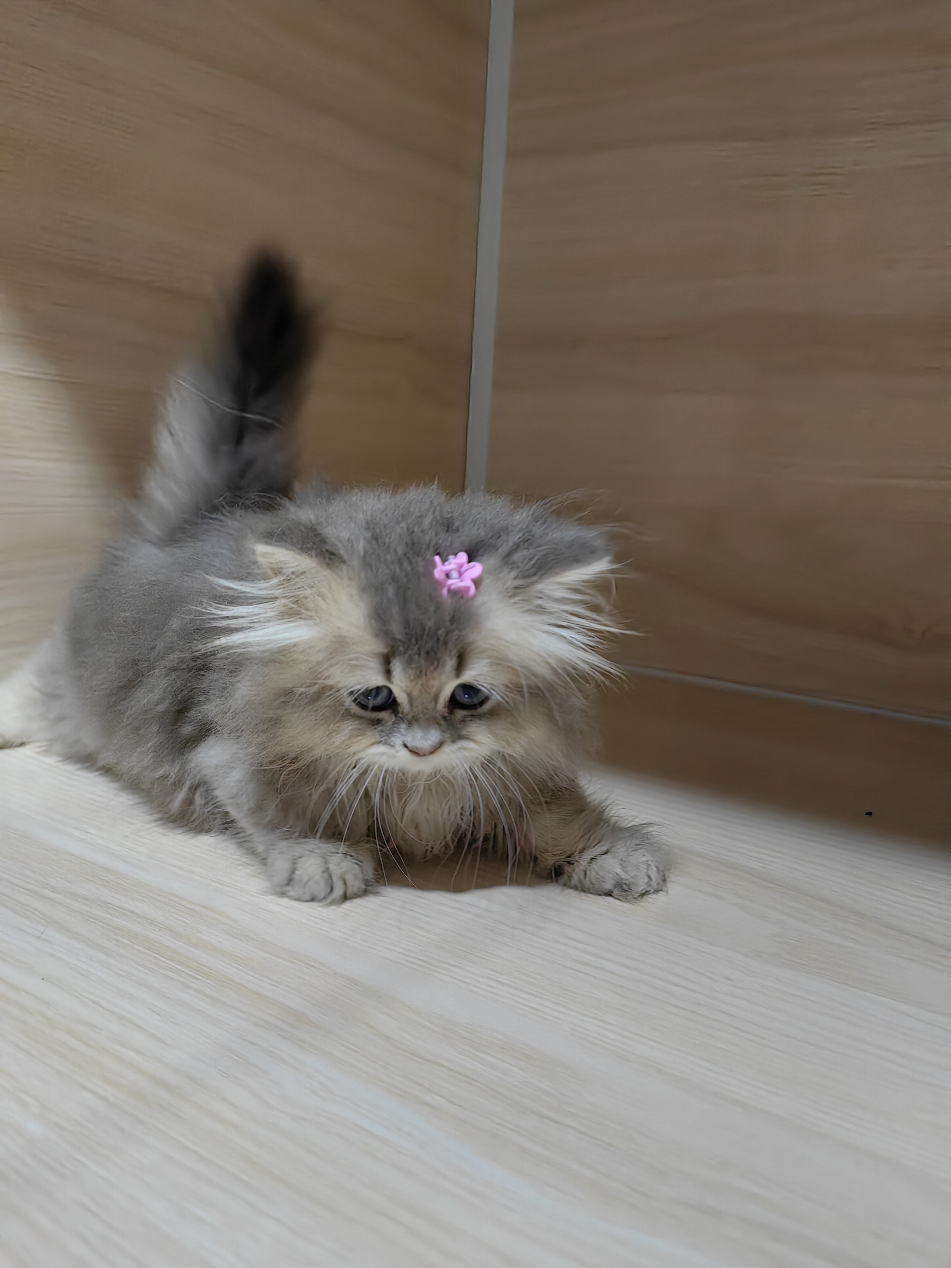 长毛蓝金渐层妹妹
